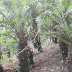 _b2-palma-rubelina-cundinamarca.jpg
