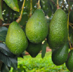 _b3_aguacate_criollo_santander.jpg