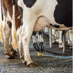 _b3_ganaderia_leche_antioquia.jpg