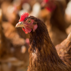 _p_b4_marco_gallina_ponedora_huila.jpg
