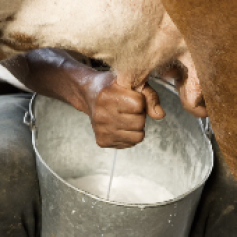 _p_b4_marco_ganaderia_de_leche_altiplano.jpg