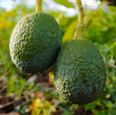 aguacatehass_mra_miniatura.jpg