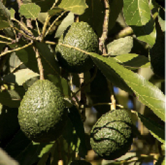 portadas_a_aguacate_hass.jpg