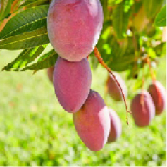 portadas_a_mango_tommy_cundinamarca.jpg