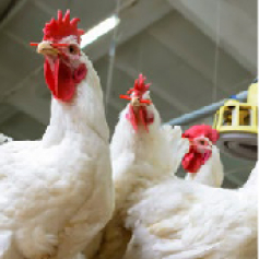 portadas_p_pollo_de_engorde_cundinamarca.jpg