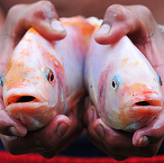 tilapia_roja_mra_miniatura.jpg