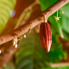 cacao