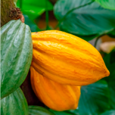cacao