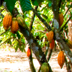 cacao